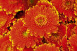Dimex GERBERA fotótapéta, poszter, vlies alapanyag, 375x250 cm (MS-5-0131)