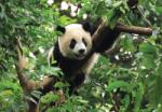Consalnet Panda poszter, fotótapéta (150 x 105 cm) (C1-10238VX3)
