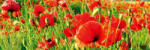 Dimex RED POPPIES öntapadós konyhai poszter, 180x60 cm (KI-180-028)