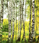 Dimex BIRCH FOREST fotótapéta, poszter, vlies alapanyag, 225x250 cm (MS-3-0094)