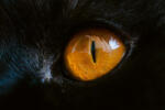 Dimex Vlies Fotótapéta - Yellow cat eye - 375x250 cm (MS-5-0546)