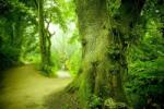 Consalnet Magic forest poszter, fotótapéta (152, 5 x 104 cm) (C1-290VEL)