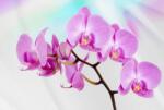 Consalnet Orchidea poszter, fotótapéta (368 x 254 cm) (C1-116V8)