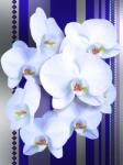 Consalnet Orchidea poszter, fotótapéta (184 x 254 cm) (C1-1283V4A)