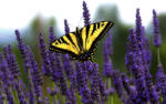 Dimex Vlies Fotótapéta - Swallowtail Butterfly on Lavender - 375x250 cm (MS-5-0463)