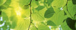 Dimex GREEN LEAVES fotótapéta, poszter, vlies alapanyag, 375x150 cm (MP-2-0107)