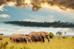 Dimex Vlies Fotótapéta - Elephant family - 375x250 cm (MS-5-0620)