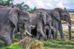 Dimex Vlies Fotótapéta - Group of african elephants - 375x250 cm (MS-5-0482)