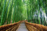 Dimex Vlies Fotótapéta - Path to bamboo forest - 375x250 cm (MS-5-0638)
