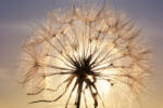 Dimex Vlies Fotótapéta - Dandelion at sunset - 375x250 cm (MS-5-1338)