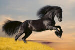 Dimex HORSE fotótapéta, poszter, vlies alapanyag, 375x250 cm (MS-5-0228)