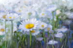 Dimex Vlies Fotótapéta - Oil painting white Daisy flowers - 375x250 cm (MS-5-1986)