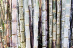 Dimex Vlies Fotótapéta - Bamboo detail forest - 375x250 cm (MS-5-1874)