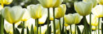 Dimex WHITE TULIPS öntapadós konyhai poszter, 180x60 cm (KI-180-009)