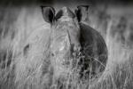 Dimex Vlies Fotótapéta - Rhino in the high grass - 375x250 cm (MS-5-0454)