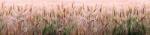 Dimex WHEAT FIELD öntapadós konyhai poszter, 260x60 cm (KI-260-136)