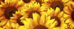 Dimex HELIANTHUS fotótapéta, poszter, vlies alapanyag, 375x150 cm (MP-2-0129)
