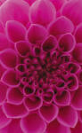 Dimex PINK DAHLIA fotótapéta, poszter, vlies alapanyag, 150x250 cm (MS-2-0132)