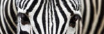 Dimex ZEBRA öntapadós konyhai poszter, 180x60 cm (KI-180-016)