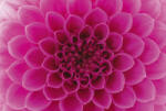 Dimex PINK DAHLIA fotótapéta, poszter, vlies alapanyag, 375x250 cm (MS-5-0132)