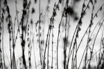 Dimex Vlies Fotótapéta - Black and white grass - 375x250 cm (MS-5-1733)