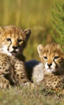 Dimex CHEETAH fotótapéta, poszter, vlies alapanyag, 150x250 cm (MS-2-0229)