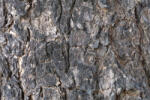Dimex Vlies Fotótapéta - Tree bark texture close up - 375x250 cm (MS-5-2343)