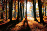 Dimex Vlies Fotótapéta - Colorful autumn forest - 375x250 cm (MS-5-1877)