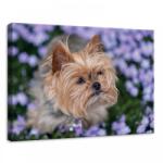 Consalnet Kutya, vászonkép, 70x50 cm méretben (C5-11381O7)