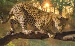 Consalnet Jaguár poszter, fotótapéta (416 x 254 cm) (C1-242VEXXXL)