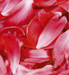 Dimex RED PETALS fotótapéta, poszter, vlies alapanyag, 225x250 cm (MS-3-0151)