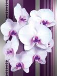 Consalnet Orchidea poszter, fotótapéta (184 x 254 cm) (C1-1282V4A)