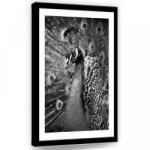 Consalnet Páva fekete-fehérben, vászonkép, 40x60 cm méretben (C5-11323O4)