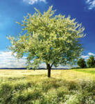 Dimex BLOSSOM TREE fotótapéta, poszter, vlies alapanyag, 225x250 cm (MS-3-0096)