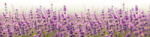 Dimex FABULOUS LAVENDER öntapadós konyhai poszter, 180x60 cm (KI-180-125)