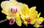 Consalnet Sárga orchideák poszter, fotótapéta (208 x 146 cm) (C1-1343VEXL)
