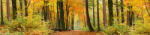 Dimex AUTUMN FOREST öntapadós konyhai poszter, 260x60 cm (KI-260-045)