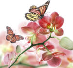 Dimex ORCHIDS AND BUTTERFLY fotótapéta, poszter, vlies alapanyag, 225x250 cm (MS-3-0146)