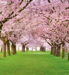 Dimex CHERRY TREES fotótapéta, poszter, vlies alapanyag, 225x250 cm (MS-3-0105)