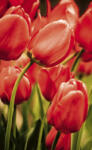 Dimex RED TULIPS fotótapéta, poszter, vlies alapanyag, 150x250 cm (MS-2-0128)