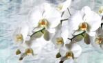 Consalnet Orchidea poszter, fotótapéta (208 x 146 cm) (C1-1667VEXL)