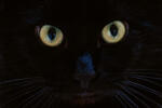 Dimex Vlies Fotótapéta - Pretty black cat face - 375x250 cm (MS-5-0553)