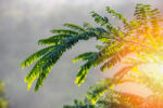 Dimex Vlies Fotótapéta - Sunrise in the morning - 375x250 cm (MS-5-1721)