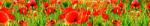 Dimex RED POPPIES öntapadós konyhai poszter, 350x60 cm (KI-350-028)