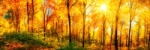 Dimex SUNNY FOREST öntapadós konyhai poszter, 180x60 cm (KI-180-084)