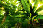 Dimex Vlies Fotótapéta - Tropical rain forest - 375x250 cm (MS-5-1590)