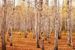 Dimex Vlies Fotótapéta - Spring in deciduous forest - 375x250 cm (MS-5-1876)