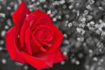 Dimex Vlies Fotótapéta - Red Rose II - 375x250 cm (MS-5-1404)