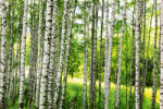 Dimex Vlies Fotótapéta - Birch forest - 375x250 cm (MS-5-1867)