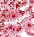 Dimex APPLE BLOSSOM fotótapéta, poszter, vlies alapanyag, 225x250 cm (MS-3-0108)